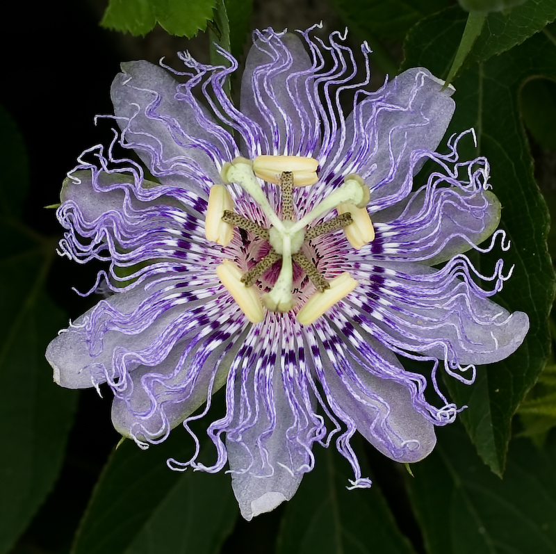 Illustration for article titled Why Did Plants Evolve These Weird and Horrific Flowers?